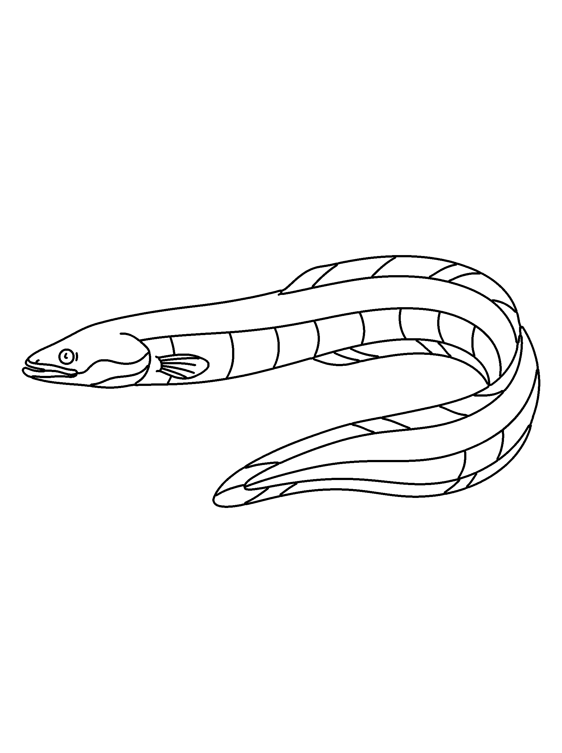 Eel coloring page — detailed