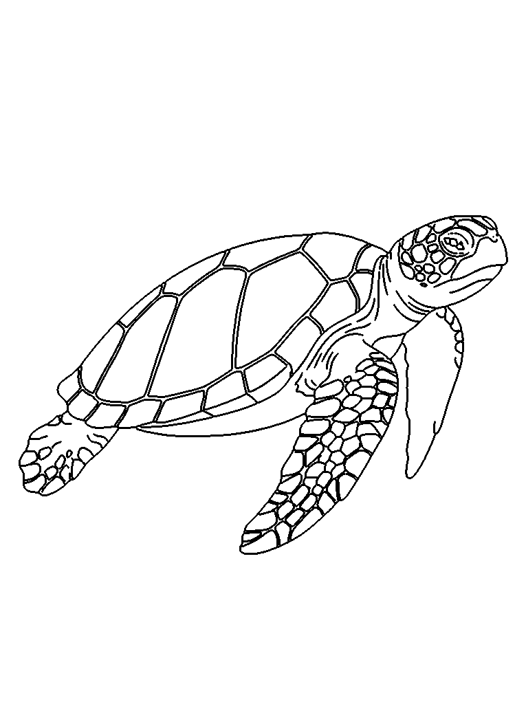 Sea turtle coloring page — detailed