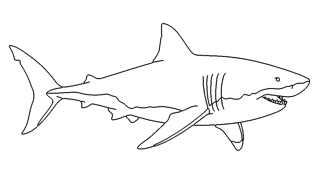 Shark coloring page — detailed