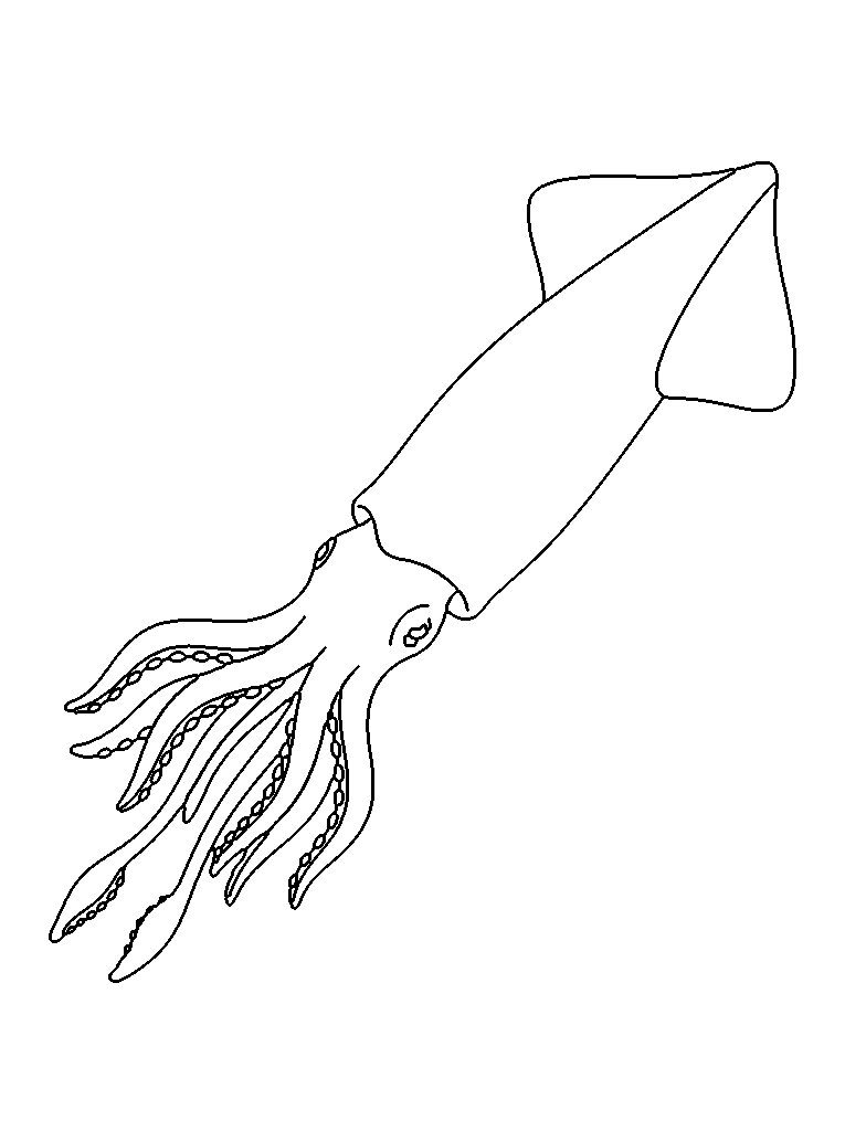 Squid coloring page — detailed