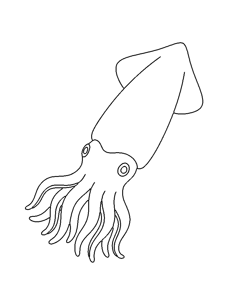 Squid coloring page — standard