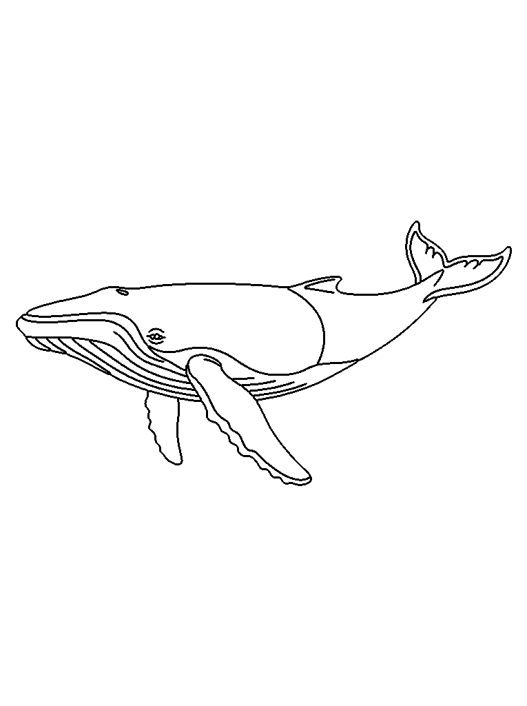 Whale coloring page — detailed